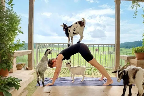 Goat Yoga